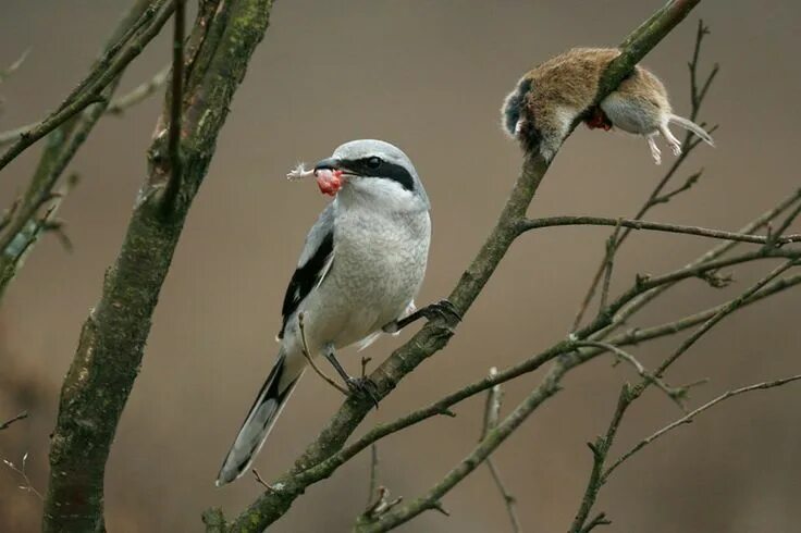 Птица фрейара фото klapekster Animals, Wildlife, Bird