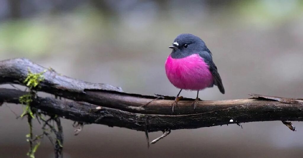 Птица фрейара фото ежевичные птички Australian Pink Robins Are Cute And Vibrant And Oh So Very Round Australian wild