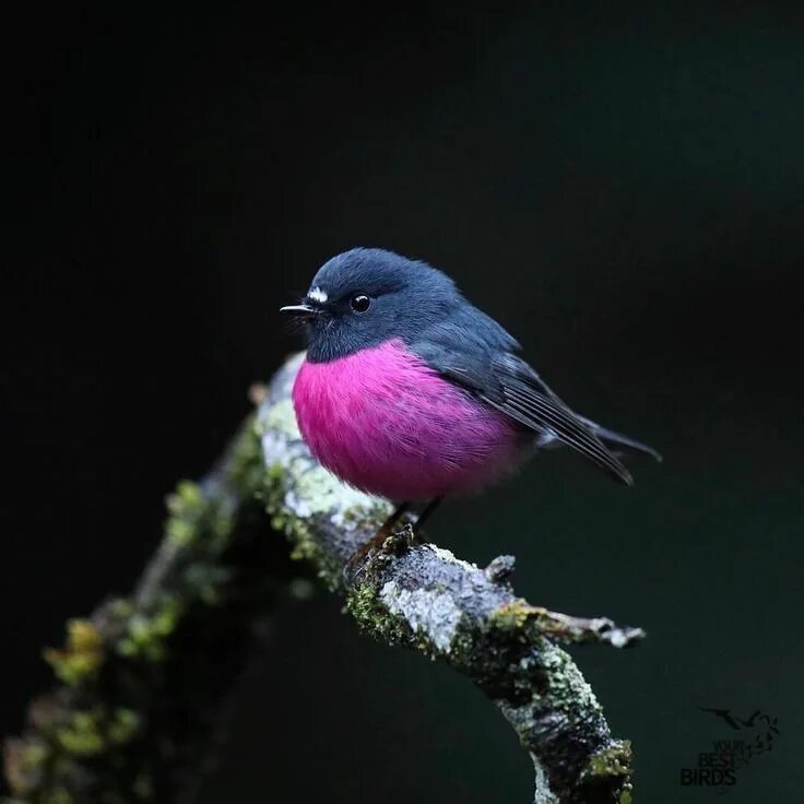 Птица фрейара фото ежевичные птички Pink Robin at Angahook-Lorne State Park Beautiful birds, Pretty birds, Most beau