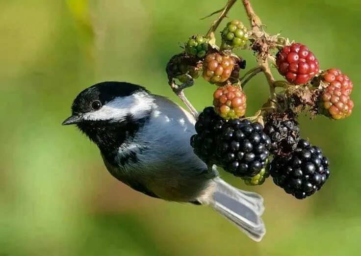 Птица фрейара фото ежевичные птички Sociedad de Argentina Horticultura Wild birds, Chickadee photography, Pet birds