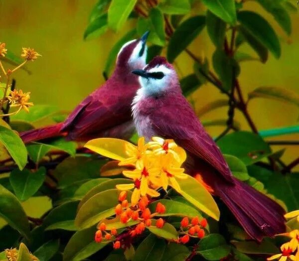 Птица фрейара фото ежевичные птички LES OISEAUX Beautiful birds, Colorful birds, Pet birds