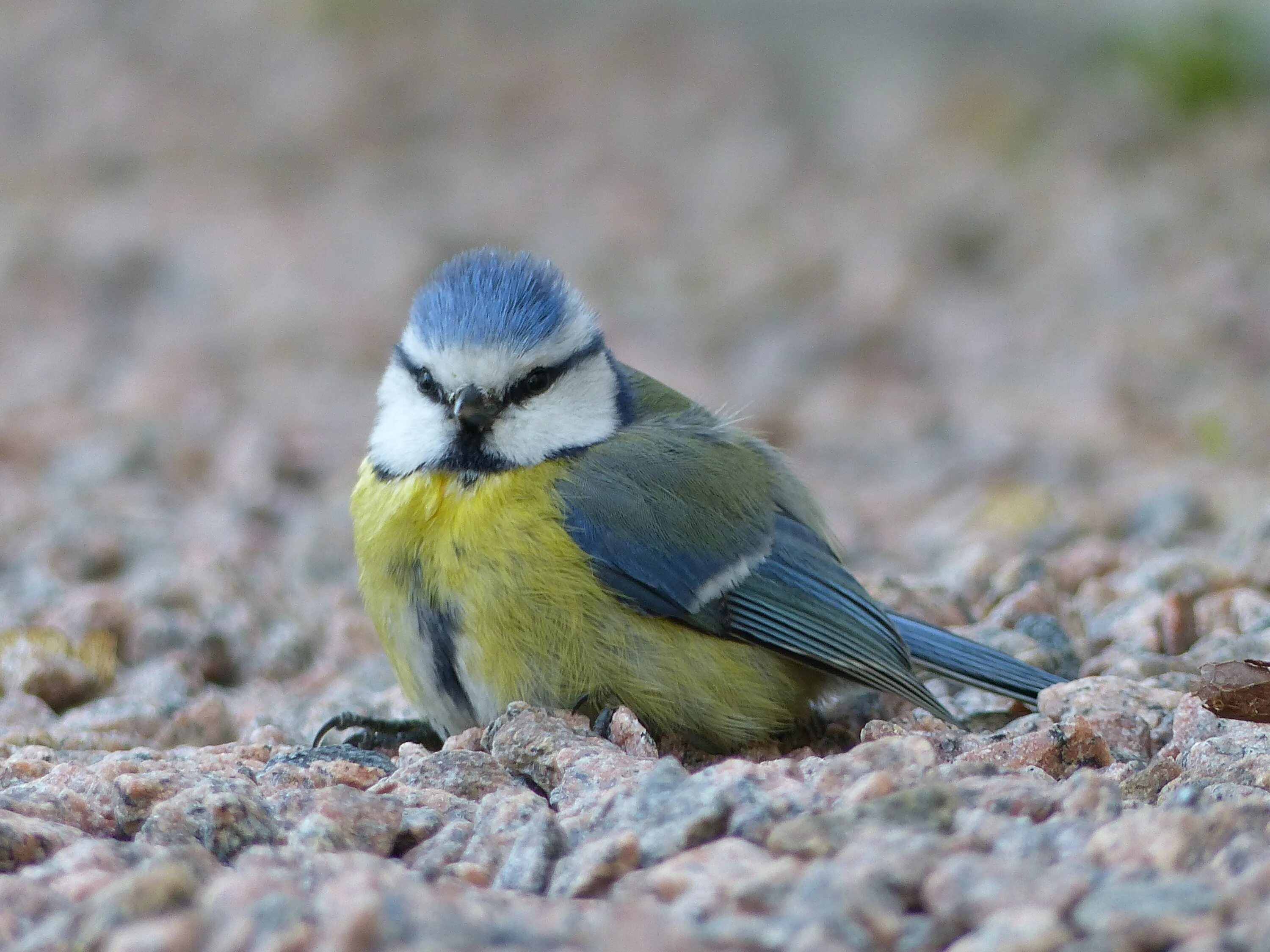 Птица гаечка фото Free Images : nature, wing, wildlife, spring, beak, garden, fauna, stones, color