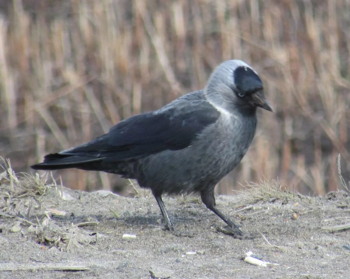 Птица галка фото и описание Eurasian Jackdaw (Corvus monedula). Birds of Siberia.