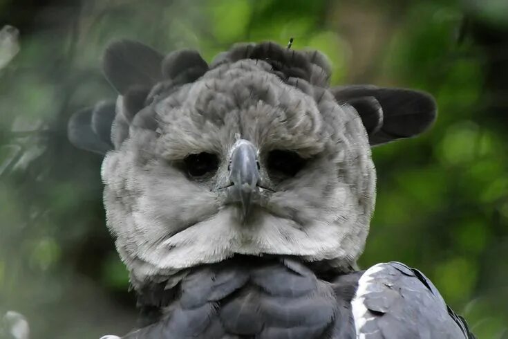 Птица гарпия фото и описание Bildresultat för harpy Harpy eagle, Eagle face, Eagle