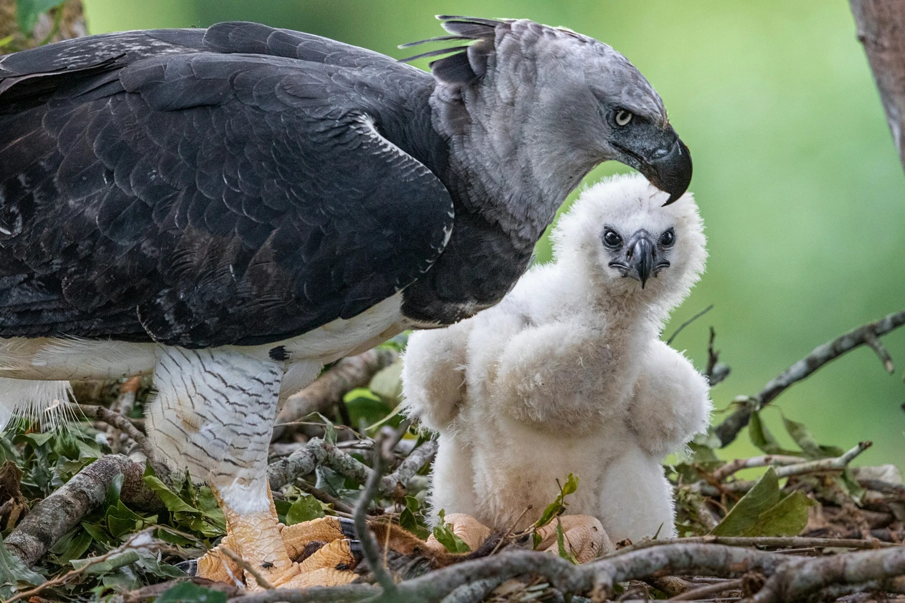 Птица гарпия фото и описание The heroic effort in the Amazon to save the harpy eagle from deforestation