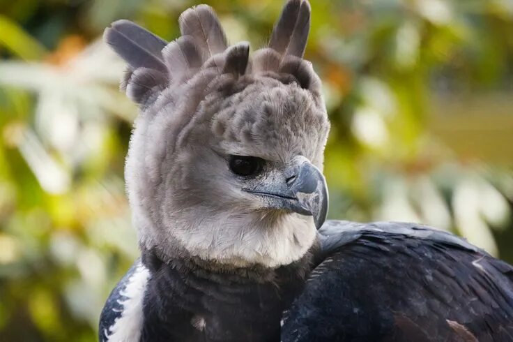 Птица гарпия фото и описание Самые опасные пернатые хищники в мире (21 фото) Harpy eagle, Beautiful birds, An