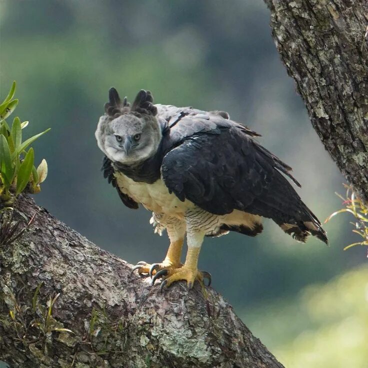 Птица гарпия фото и описание Pin on Birds Pet birds, Harpy eagle, Weird animals