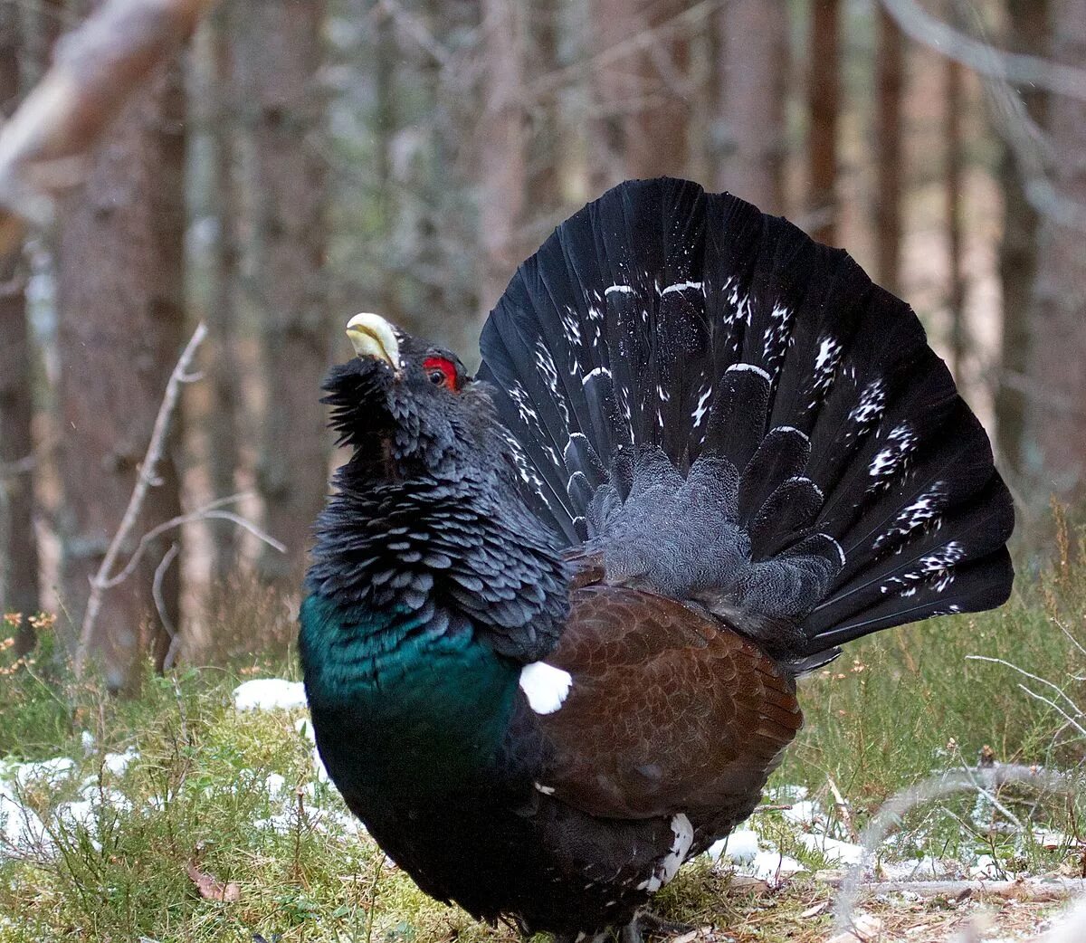 Птица глухарь фото и описание Western capercaillie - Simple English Wikipedia, the free encyclopedia