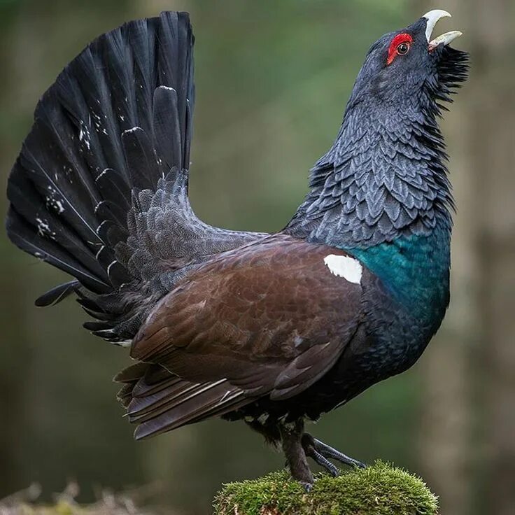 Птица глухарь фото и описание Western capercaillie Animaux sauvages, Animaux, Petits oiseaux