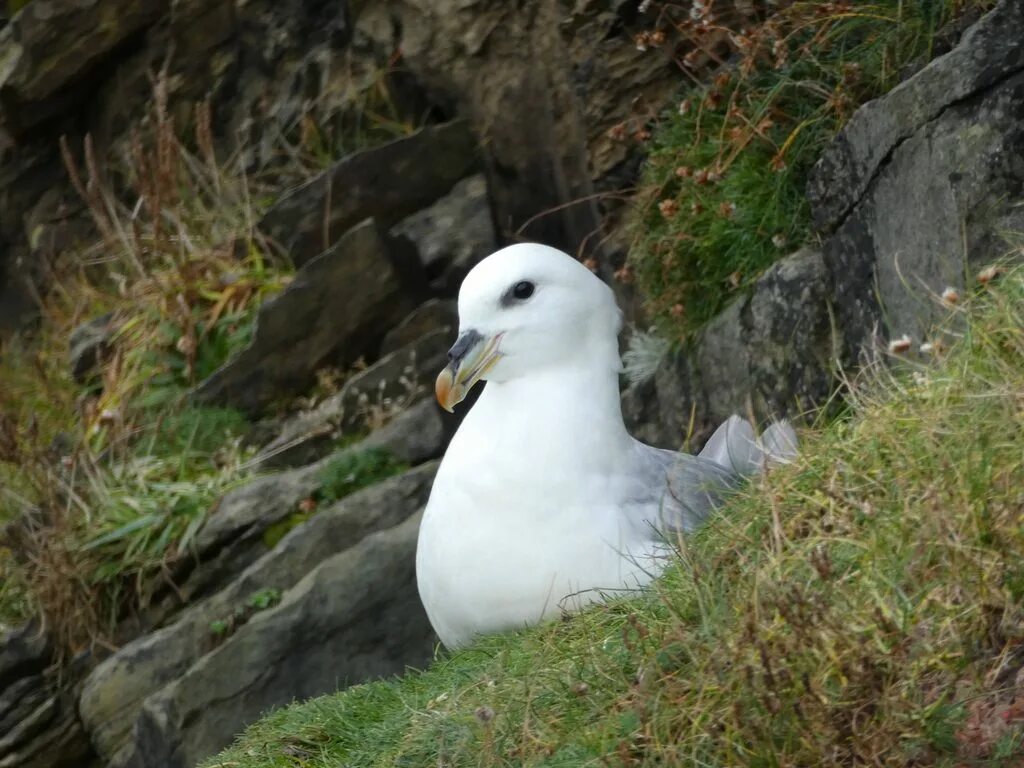 Птица глупыш фото Northern Fulmar (Fulmarus glacialis auduboni) light morph near Sumburgh Head, Sh