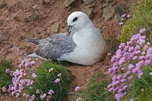 Птица глупыш фото Fulmar (Fulmarus glacialis) fond in Alaska, Canada and Northeastern Atlantic sub