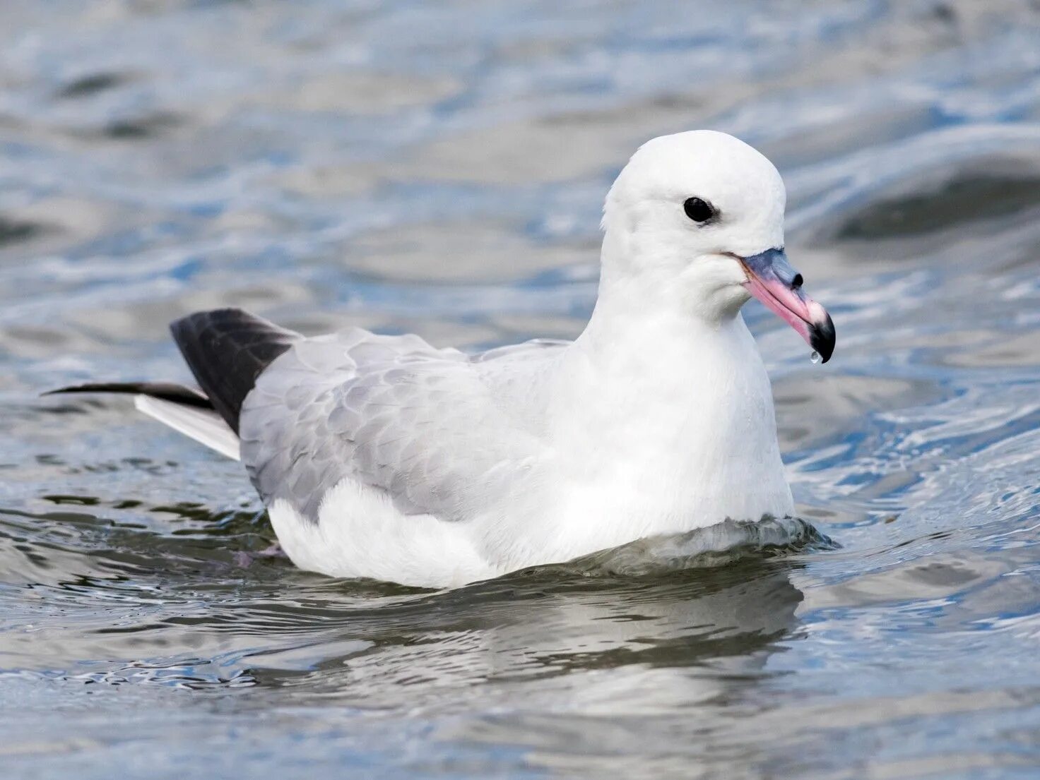 Птица глупыш фото Southern fulmar Argentina Animals, Birds