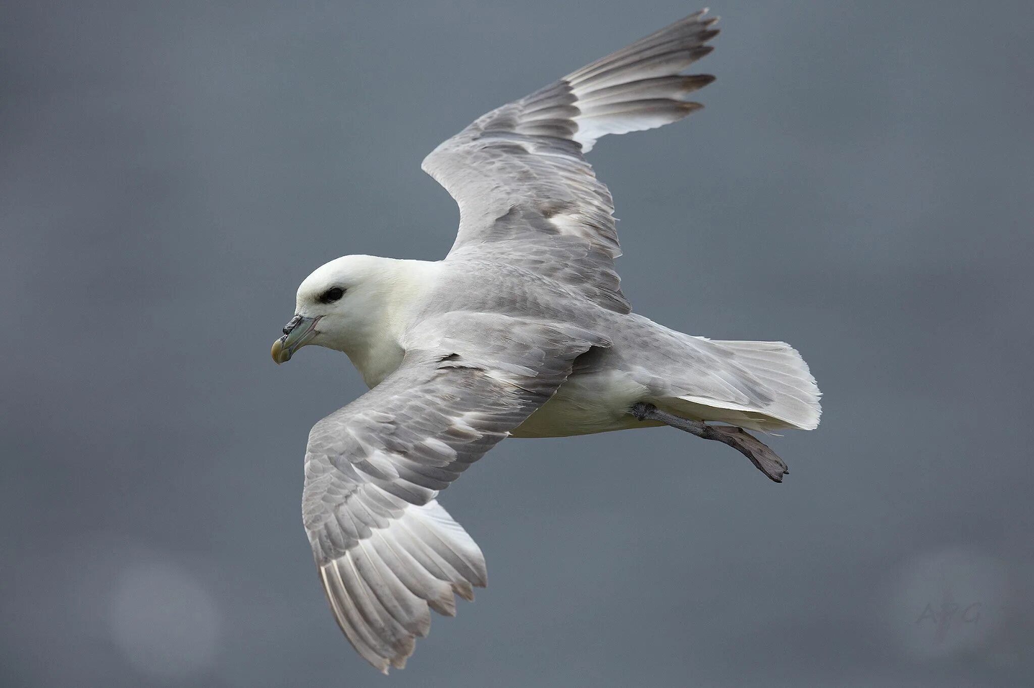 Птица глупыш фото Fulmarus glacialis - Fulmar boreal - Fulmar-glacial - Fulmar boréal - Fulmaro - 