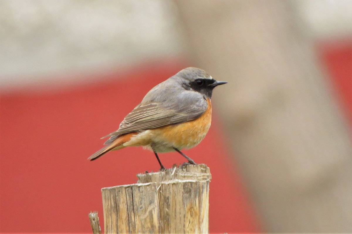 Птица горихвостка фото и описание Eurasian Redstart (Phoenicurus phoenicurus). Birds of Siberia.