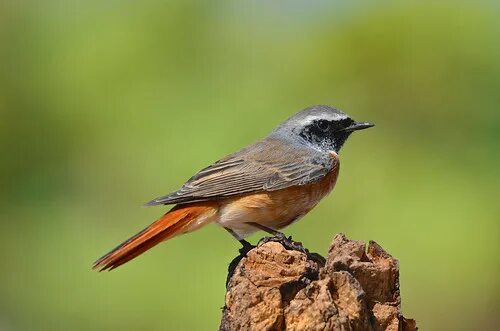 Птица горихвостка фото и описание Redstart Abdulkader Imam Flickr