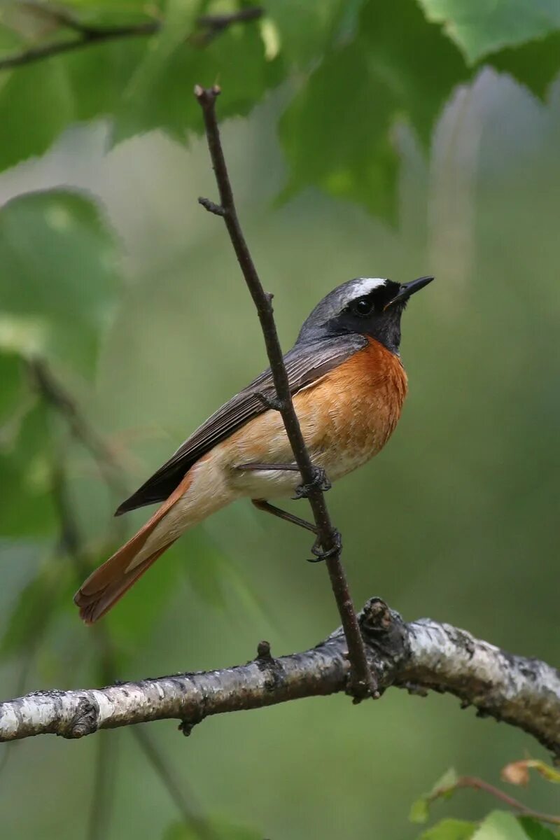 Птица горихвостка фото и описание Eurasian Redstart (Phoenicurus phoenicurus). Birds of Siberia.