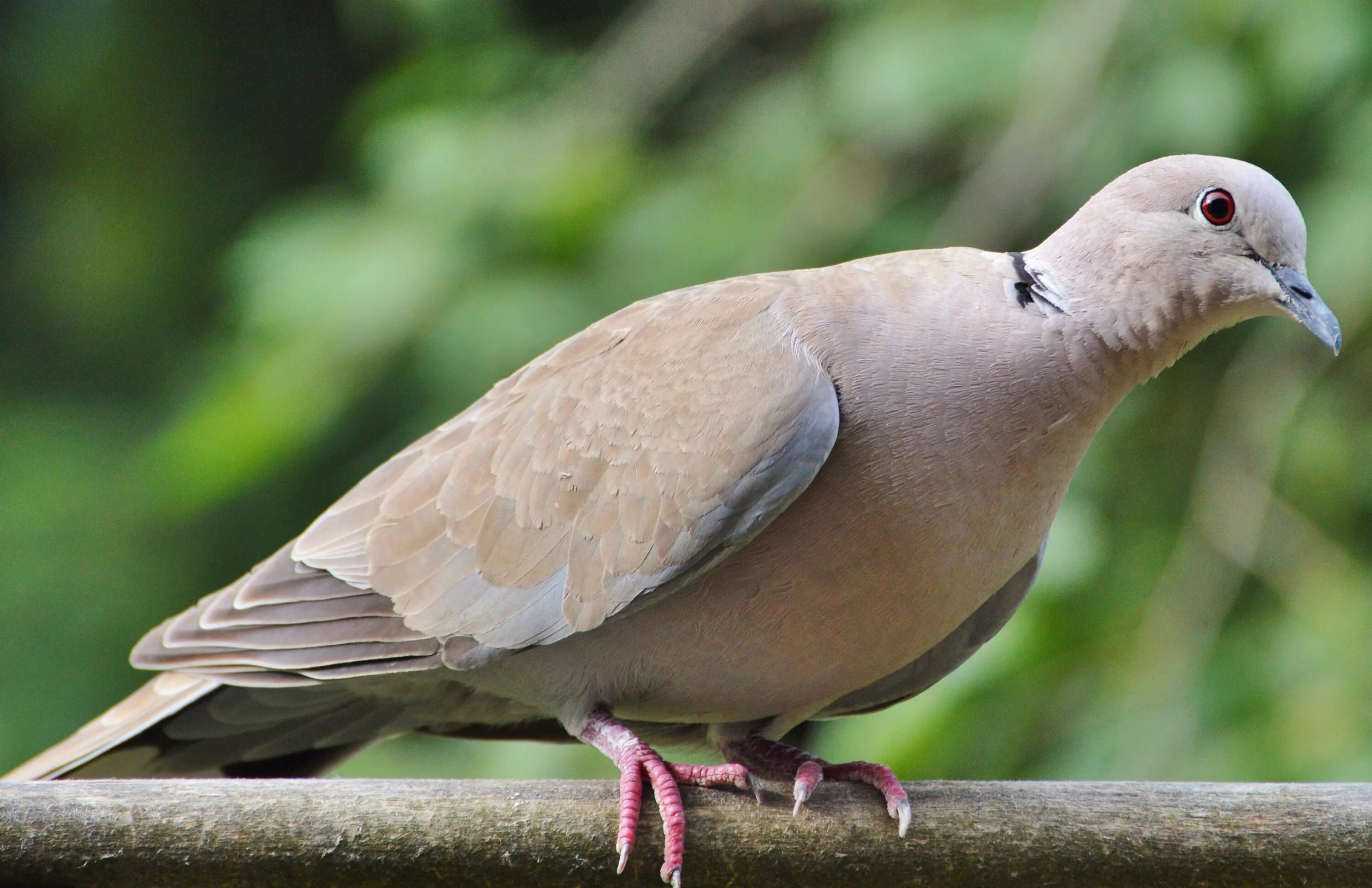 Птица горлица фото и описание City Dove Collared Bird free image download