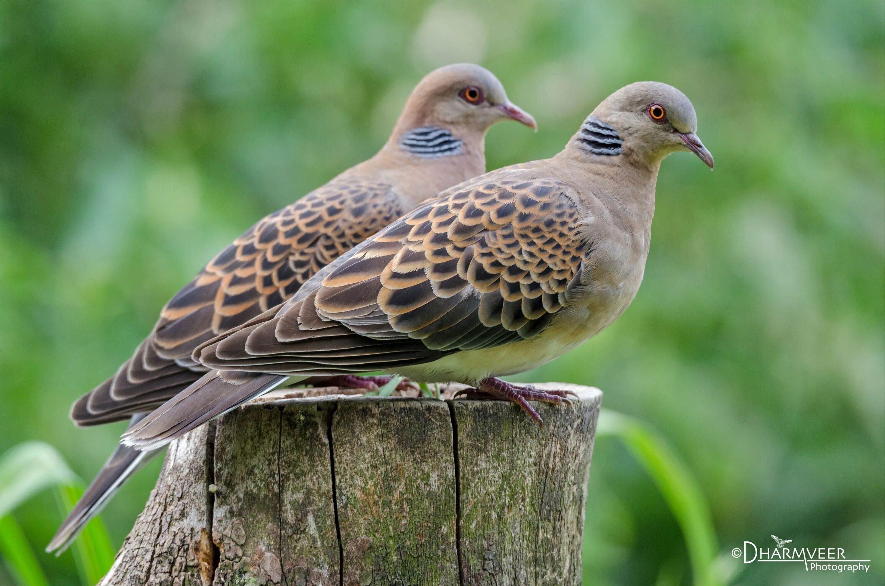 Птица горлица фото и описание The Oriental turtle dove (Pair) - Birds and Blooms Turtle dove, Pigeon pictures,