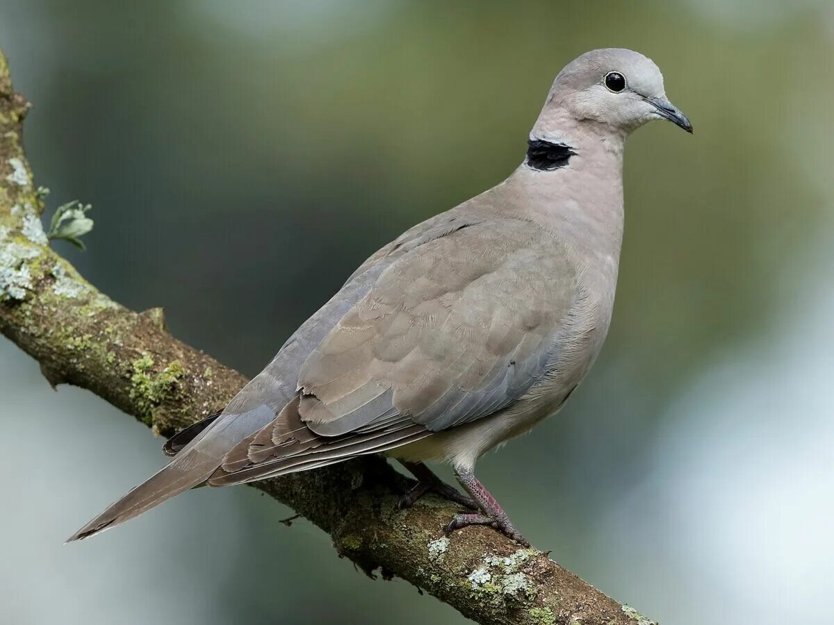 Птица горлица фото и описание Ring-necked Dove NatureRules1 Wiki Fandom