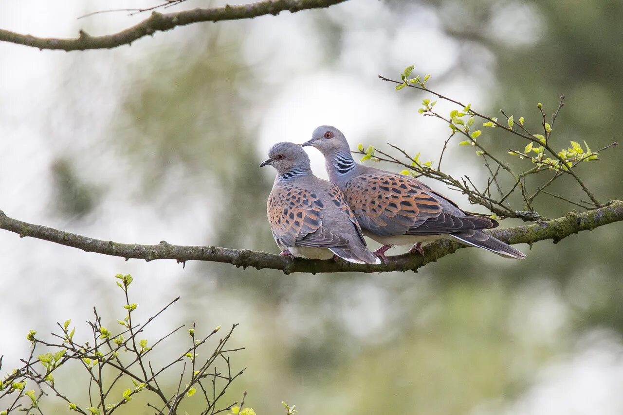 Птица горлица фото и описание Feathered courtship The official blog for the North York Moors National Park