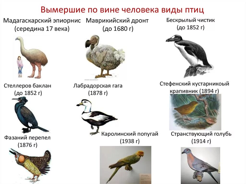 Птица исчезнувшая по вине человека фото Какие животные исчезли по вине человека фото YugNash.ru