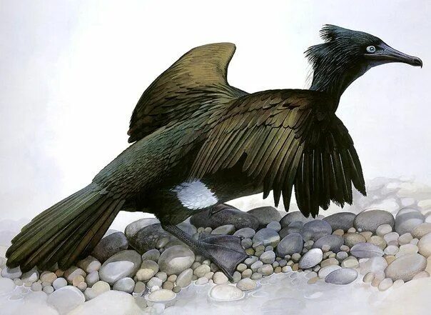 Птица исчезнувшая по вине человека фото Стеллеров баклан (Phalacrocorax perspicillatus), Командорские острова и Камчатка