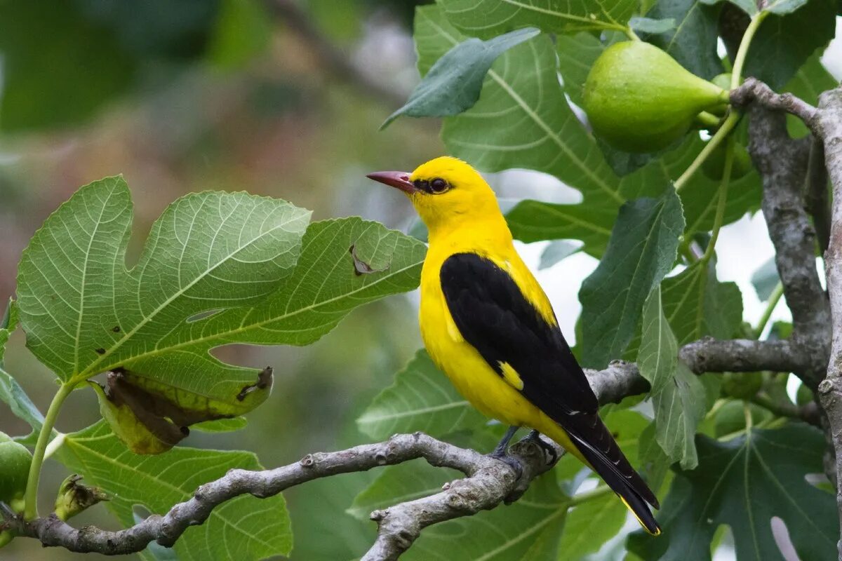 Птица иволга фото и описание Eurasian golden oriole - Simple English Wikipedia, the free encyclopedia