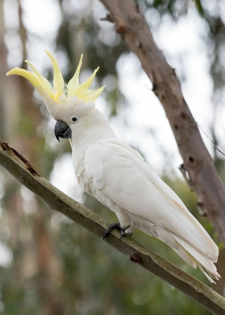 Птица какаду фото 10 Top Pet Cockatoo Species Cockatoo, Australian native birds, Parrots art