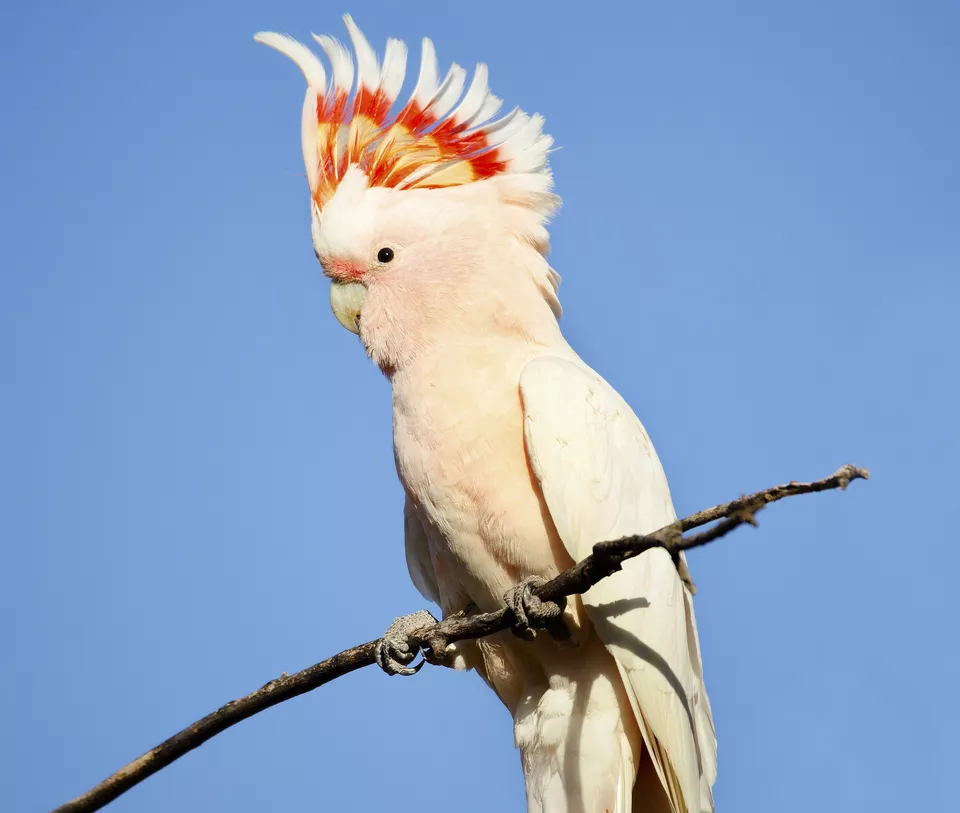 Птица какаду фото Major Mitchell's Cockatoo Bird Species Profile Bird breeds, Pet birds, Pets