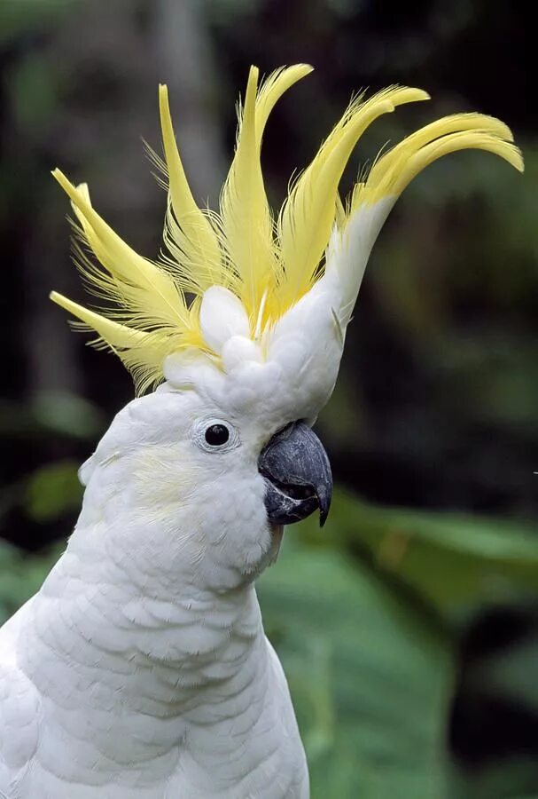 Птица какаду фото The Sulphur-crested Cockatoo (Cacatua galerita) is a relatively large white cock