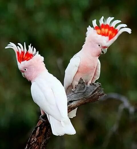 Птица какаду фото Mayor Mitchell cockatoo Animales, Dibujos de aves, Pájaros australianos