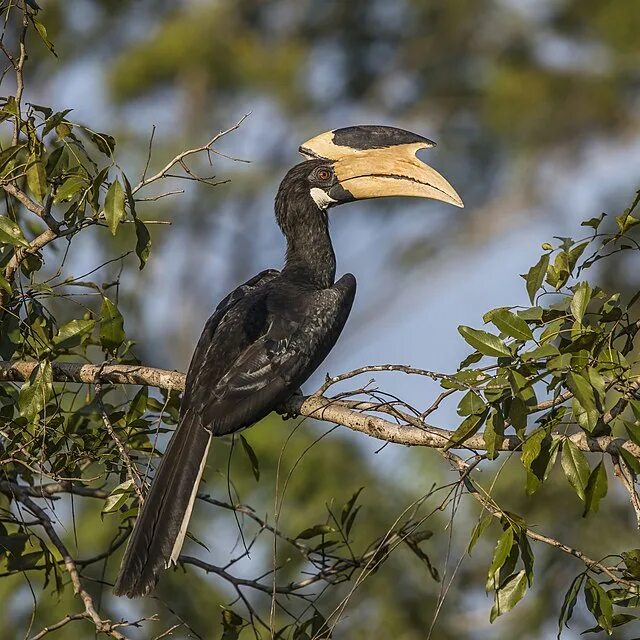 Птица калао фото File:Malabar pied hornbill (Anthracoceros coronatus) male.jpg - Wikipedia