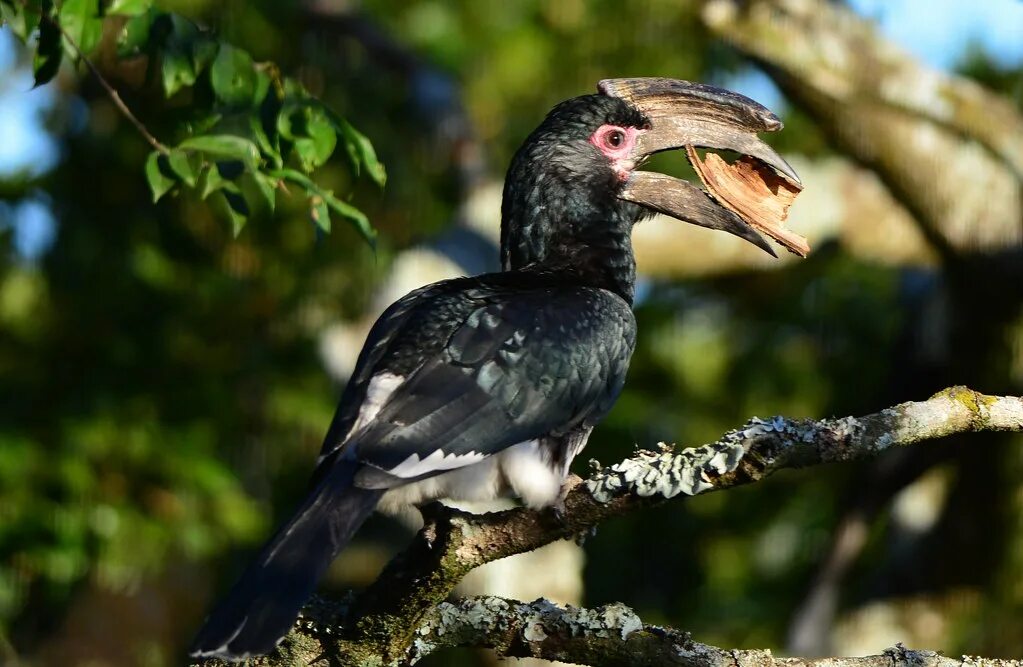 Птица калао фото Trumpeter Hornbill (Bycanistes bucinator) Ian White Flickr