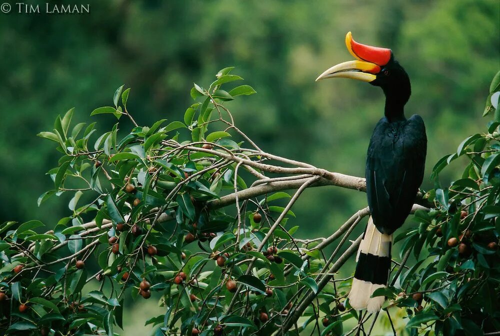 Птица калао фото Pin on Art Inspiration Borneo, Danum valley conservation area, Endangered wildli