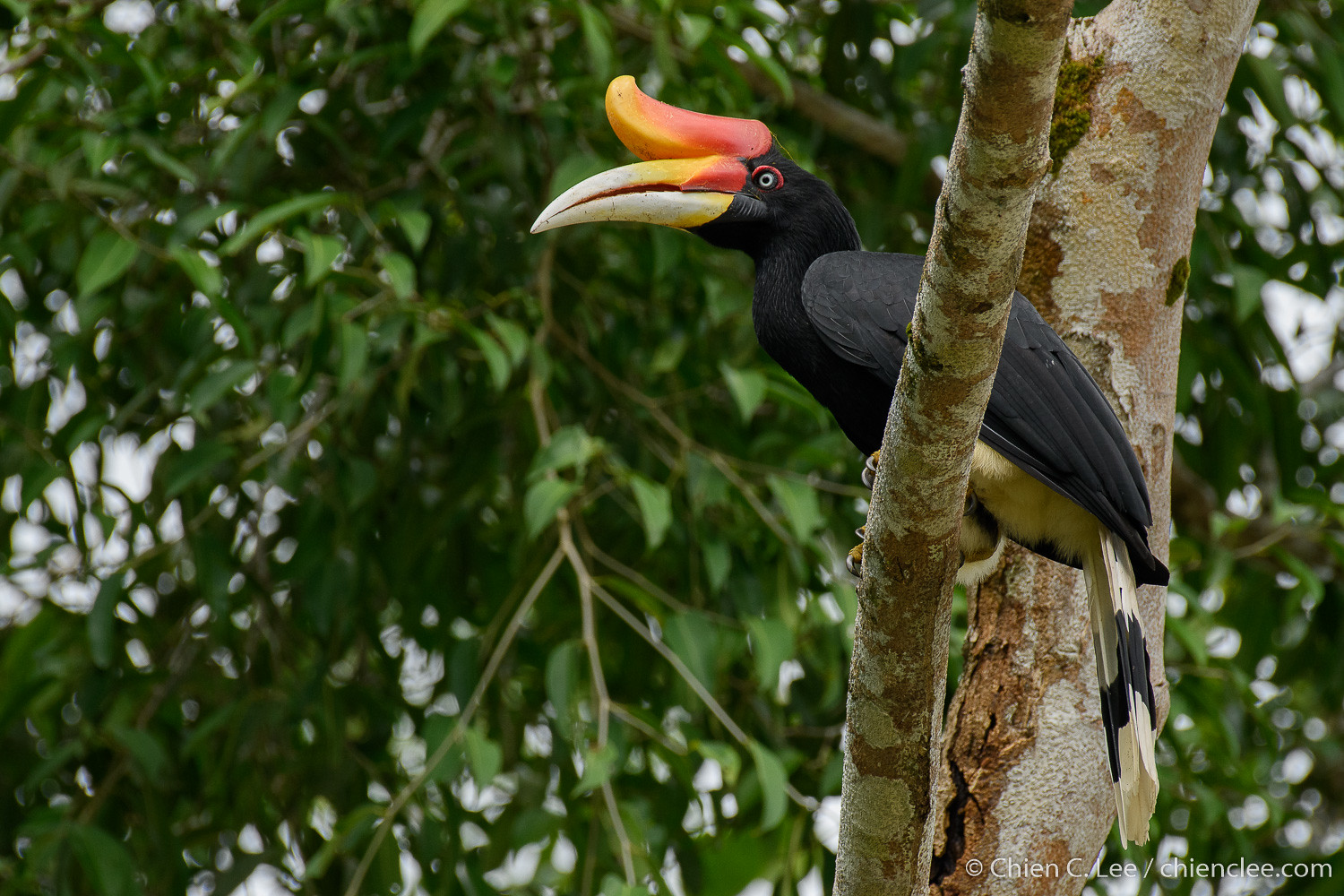 Птица калао фото Rhinoceros Hornbill (Buceros rhinoceros) ♀ Rhinoceros Horn. Flickr