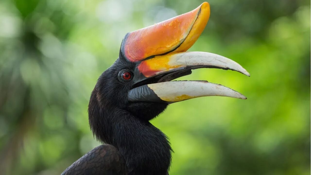 Птица калао фото Rhinoceros hornbill (Buceros rhinoceros) - YouTube