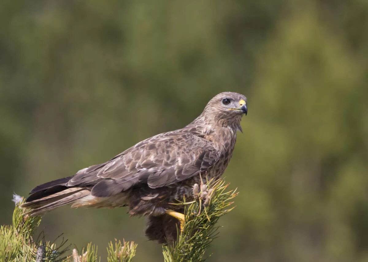 Птица канюк фото и описание Канюк (Buteo buteo). Птицы Сибири.