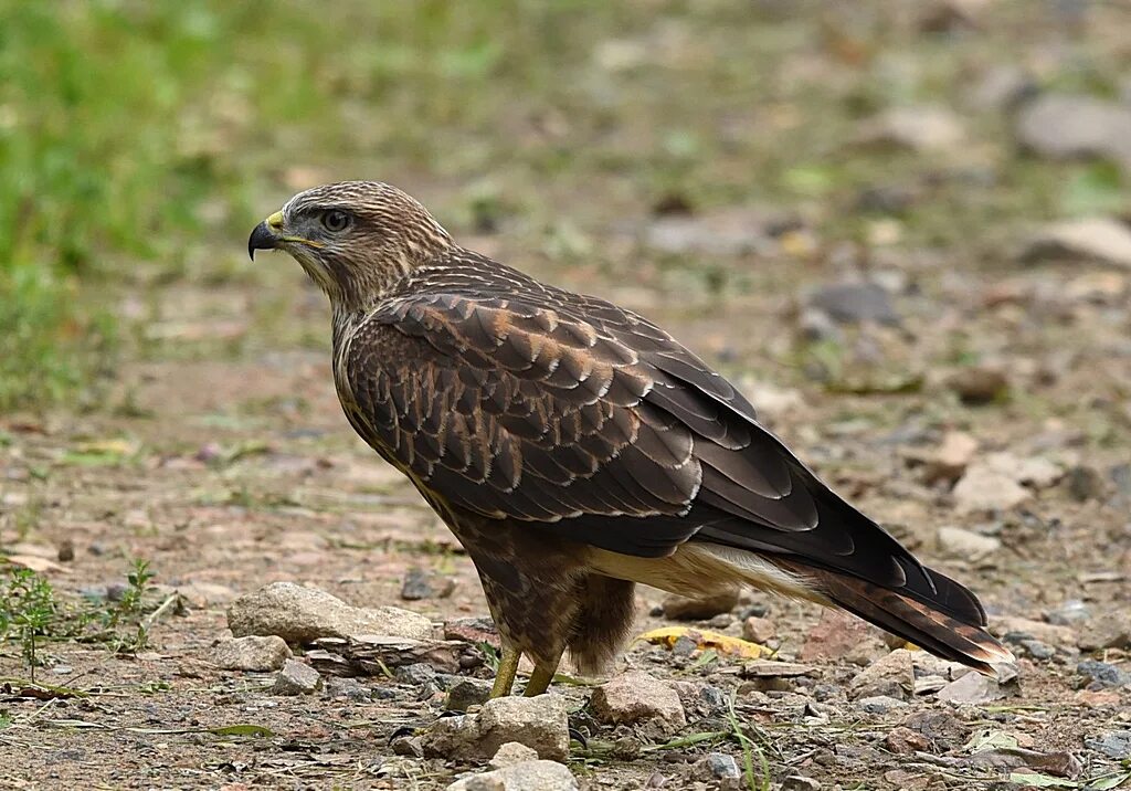 Птица канюк фото и описание Канюк (Buteo buteo). Птицы Сибири.