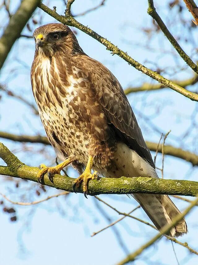 Птица канюк фото и описание Johan Meyer on Twitter Ave de rapiña, Aves de rapiña, Aves