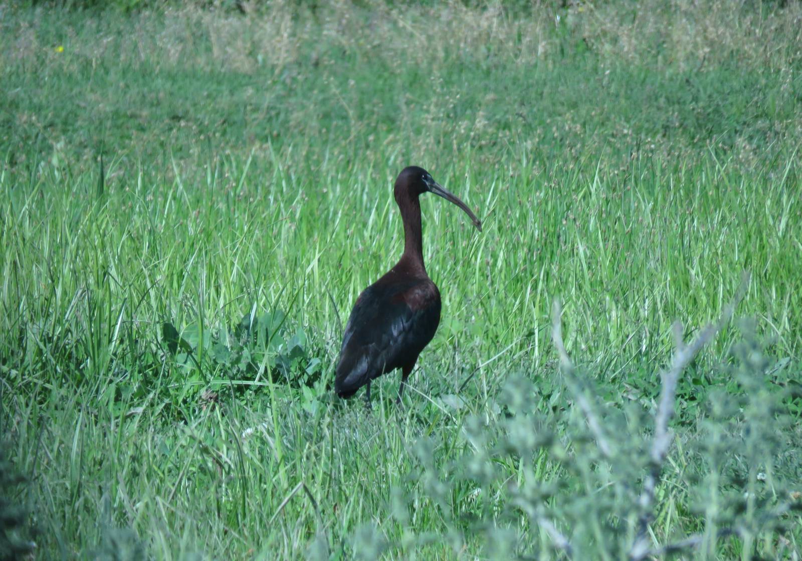 Птица каравайка фото Каравайка (Plegadis falcinellus). Птицы Кыргызстана.