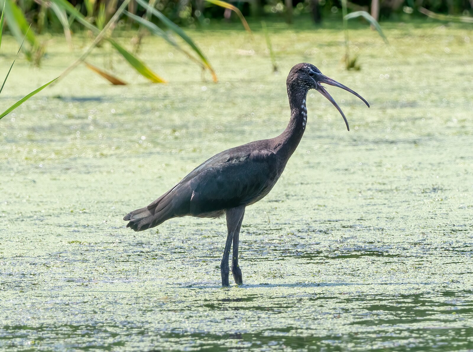 Птица каравайка фото File:Juvenile glossy ibis at JBWR (30026).jpg - Wikimedia Commons