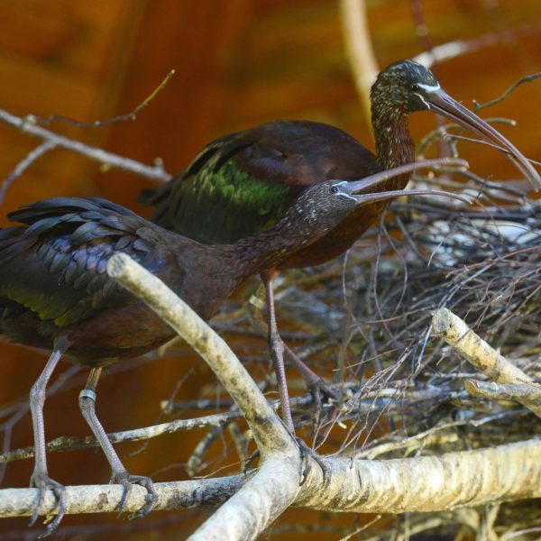 Птица каравайка фото Glossy Ibis - Zoo