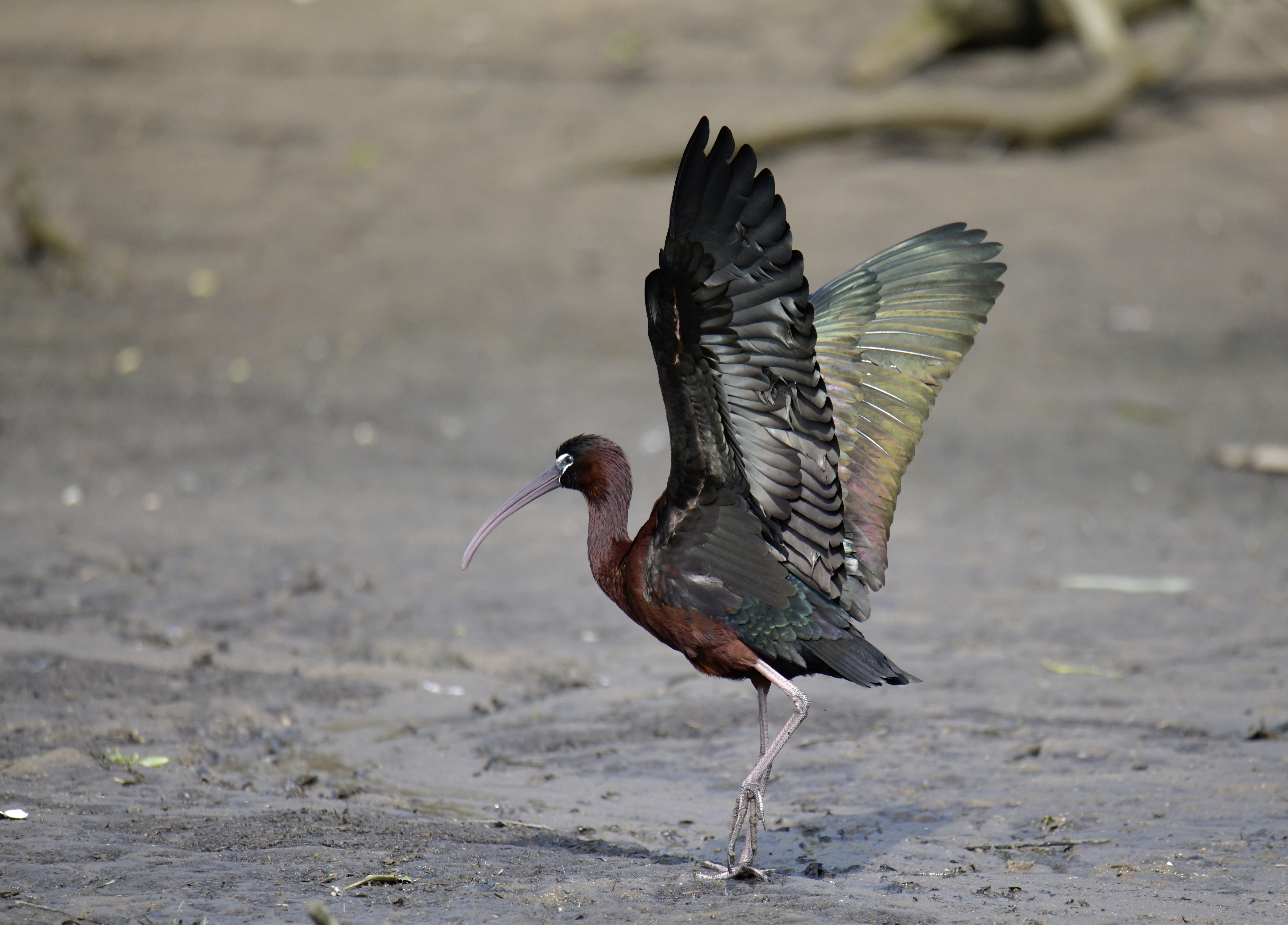 Птица каравайка фото File:Ibis-preto, em fase reprodutiva, Glossy Ibis, in breeding period (527868724