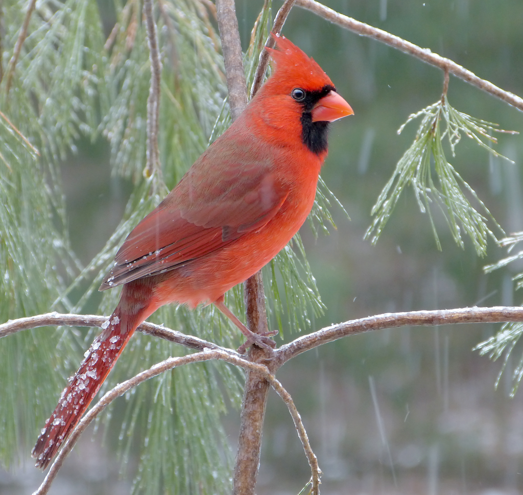 Птица кардинал фото Northern Cardinal in the snow - FeederWatch