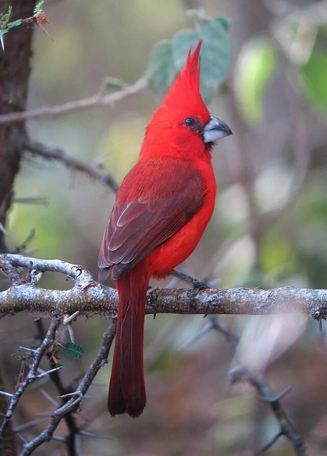 Птица кардинал фото File:Cardinalis phoenicius Cardenal guajiro Vermilion Cardinal (male) (861928489