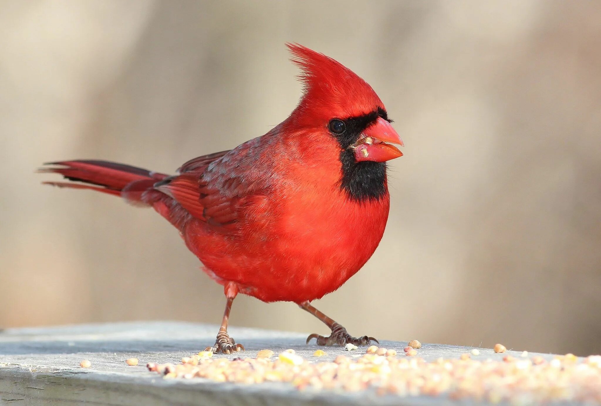 Птица кардинал фото 2017-03-01 - cardinal computer desktop backgrounds, #1965205 Birds, Background i