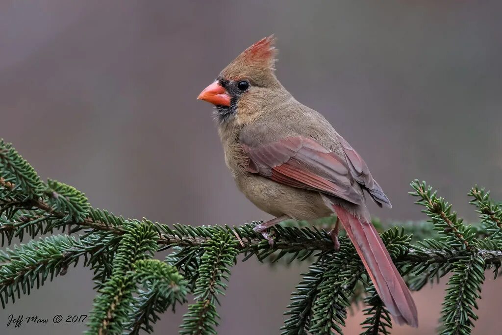 Птица кардинал фото Northern Cardinal (Female) Northern Cardinal - Mooresville. Flickr