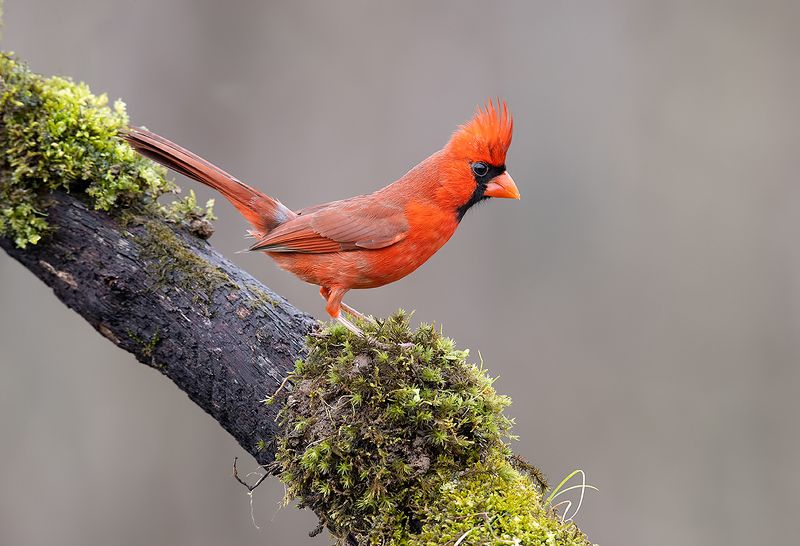 Птица кардинал фото Photographer Etkind Elizabeth - Albums - Winter: Birds & Wildlife