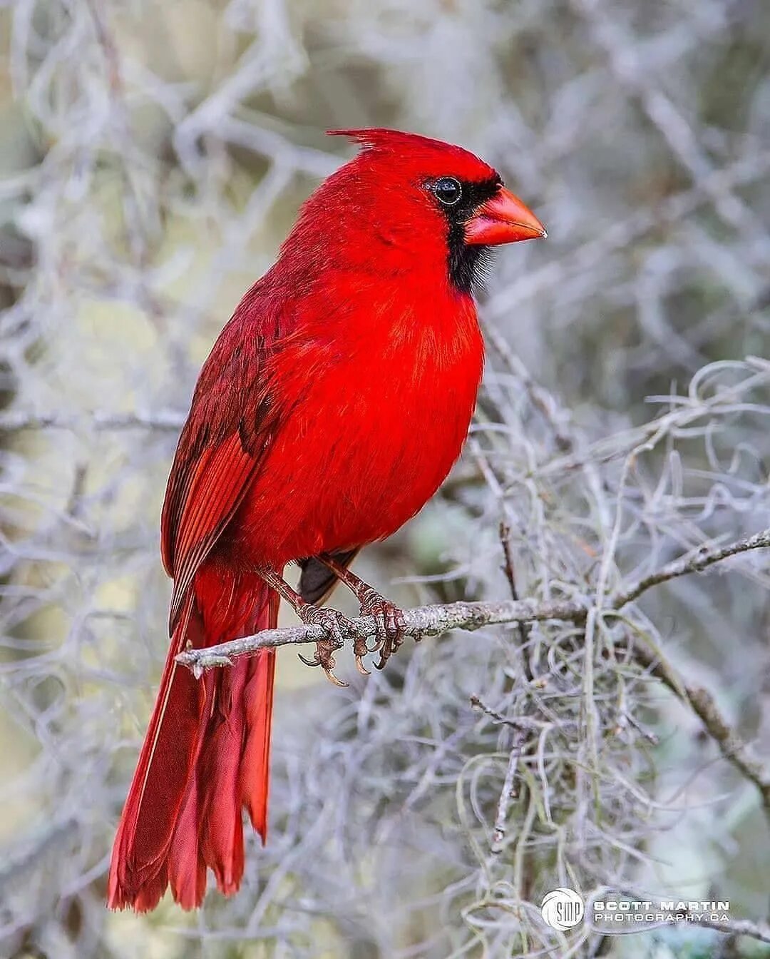 Птица кардинал фото Beautiful Birds’s Instagram profile post: "Northern cardinal By:@scottmartinphot