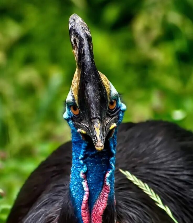 Птица казуар фото The Southern Cassowary - The Most Dangerous Bird on Earth Cassowary, Most beauti